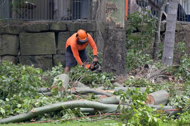 Best Tree Care Services  in Hunter, TN